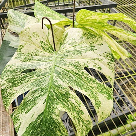 177434185010-Monstera%20'White%20Monster'%20%E8%8A%B11.jpg