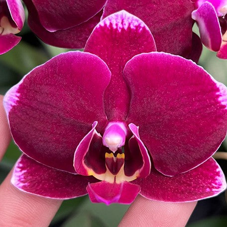 177450383370-Phal.%20Miki%20Black%20Spring%20%E8%8A%B13.jpg