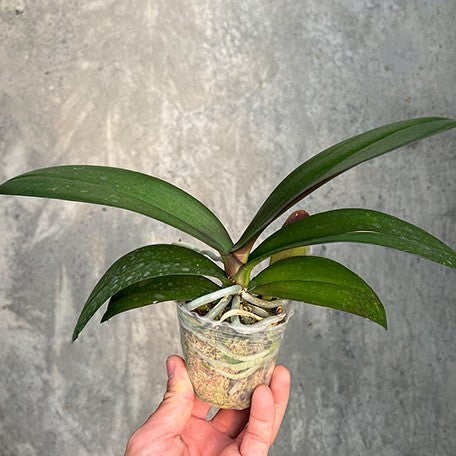 177450921165-Phal.%20Hsinying%20Little%20Knight%20'Voodoo'%20%C3%97%20Star's%20Chanel%20%E6%A4%8D%E6%A0%AA2.5''1.jpg
