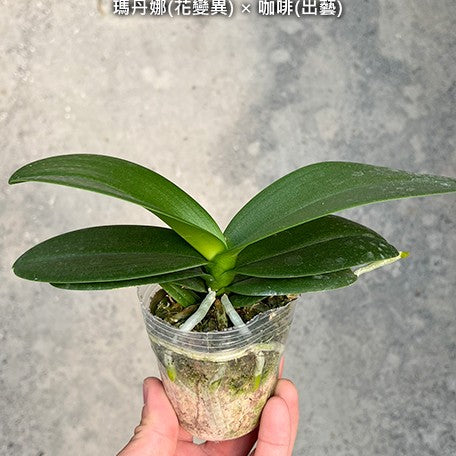 177451075979-Phal.%20OX%20Madonna%20(peloric)%20%C3%97%20Sogo%20Yenlin%20'Coffee'%20(variegata)%20%E7%91%AA%E4%B8%B9%E5%A8%9C(%E8%8A%B1%E8%AE%8A%E7%95%B0)%20%C3%97%20%E5%92%96%E5%95%A1(%E5%87%BA%E8%97%9D)%20%E6%A4%8D%E6%A0%AA2.5''1.jpg