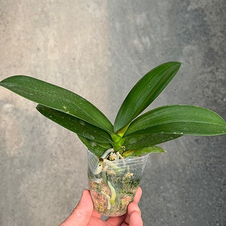 177451111772-Phal.%20Miki%20Tipsy%20'3650'%20%C3%97%20Fangmei%20Black%20Piano%20%E6%A4%8D%E6%A0%AA2.5''%201.jpg
