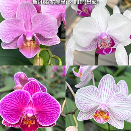 177457274066-Phal.%20OX%20Madonna%20(peloric)%20%C3%97%20Sogo%20Yenlin%20'Coffee'%20(variegata)%20%E7%91%AA%E4%B8%B9%E5%A8%9C(%E8%8A%B1%E8%AE%8A%E7%95%B0)%20%C3%97%20%E5%92%96%E5%95%A1(%E5%87%BA%E8%97%9D)%20%E8%8A%B12.jpg