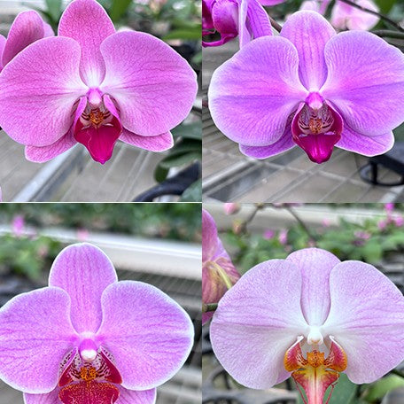 177457473284-Phal.%20Miki%20Tipsy%20'3650'%20%C3%97%20Fangmei%20Black%20Piano%20%E8%8A%B12.jpg