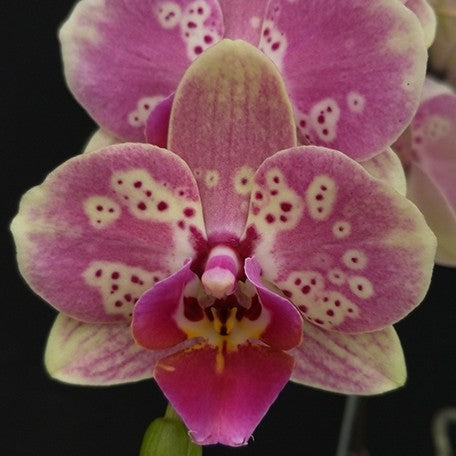 177494707913-Phal.%20Charming%20Bubble%20%E8%8A%B11.jpg