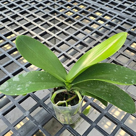 177500482033-Phal.%20Charming%20Silk%20%E6%A4%8D%E6%A0%AA3''%201.jpg