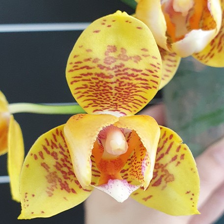 177501470659-Phal.%20Tong%20Yi%20Yu%20Shiou%20'3%20Lips'%20%E8%8A%B11.jpg
