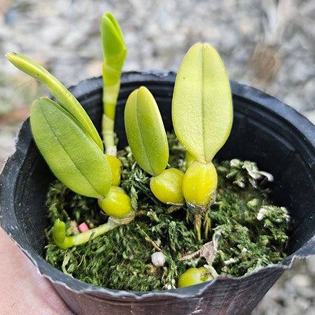 177553979286-Bulb.%20lasiochilum%20var.%20flava%20%C3%97%20sib%20%E6%A4%8D%E6%A0%AA1.jpg