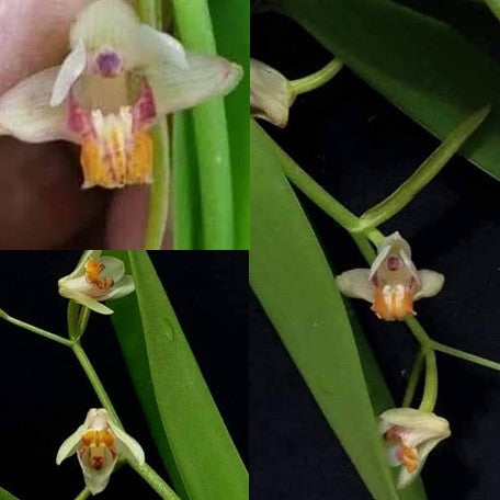 177554196478-Eria%20rosea%20%E7%8E%AB%E7%91%B0%E7%B5%A8%E8%98%AD%20%E8%8A%B11.jpg