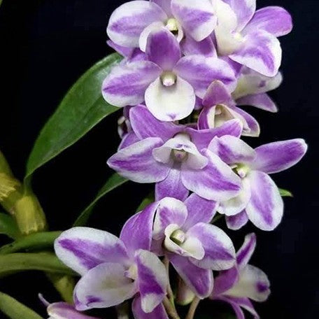 177554590393-Den.%20Hamana%20Lake%20'Kumi'%20(Mutation)%20%E6%BD%91%E5%A2%A8%E7%B2%89%E5%A4%A2%E5%B9%BB%E6%98%A5%E7%9F%B3%E6%96%9B%20%E8%8A%B11.jpg