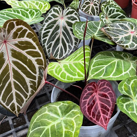 177554660866-Anthurium%20Red%20Crystallinum%20%C3%97%20'Silver%20Blush'%20%E8%8A%B110.jpg
