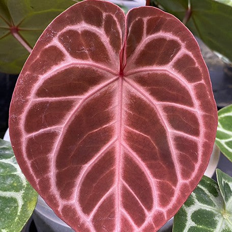 177572424627-Anthurium%20Red%20Crystallinum%20%C3%97%20'Dorayaki'%20%20%E7%B4%85%E6%B0%B4%E6%99%B6%20%C3%97%20%E9%8A%85%E9%91%BC%E7%87%92%20%E8%8A%B110.jpg