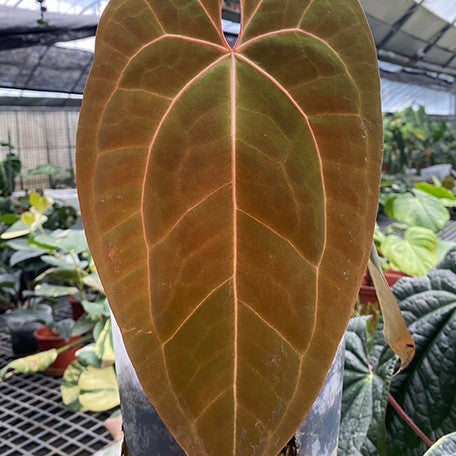177572675816-Anthurium%20papillilaminum%20%C3%97%20Red%20crystallinum%20%E9%BB%91%E8%9D%B6%E8%91%89%20%C3%97%20%E7%B4%85%E6%B0%B4%E6%99%B6%20%E8%8A%B15.jpg