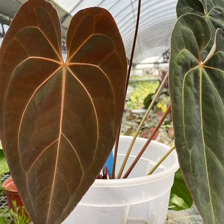 177572675847-Anthurium%20papillilaminum%20%C3%97%20Red%20crystallinum%20%E9%BB%91%E8%9D%B6%E8%91%89%20%C3%97%20%E7%B4%85%E6%B0%B4%E6%99%B6%20%E8%8A%B11.jpg