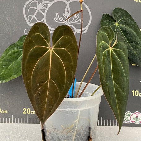 177572675874-Anthurium%20papillilaminum%20%C3%97%20Red%20crystallinum%20%E9%BB%91%E8%9D%B6%E8%91%89%20%C3%97%20%E7%B4%85%E6%B0%B4%E6%99%B6%20%E8%8A%B13.jpg