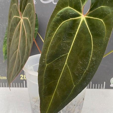 177572675894-Anthurium%20papillilaminum%20%C3%97%20Red%20crystallinum%20%E9%BB%91%E8%9D%B6%E8%91%89%20%C3%97%20%E7%B4%85%E6%B0%B4%E6%99%B6%20%E8%8A%B12.jpg