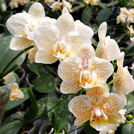 177699460167-Phal.%20Yaphon%20Golden%20Leopard%20'AN6609'%20%E9%BB%83%E9%87%91%E8%B1%B9%20%E8%8A%B12.jpg