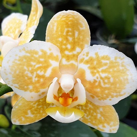 177699460192-Phal.%20Yaphon%20Golden%20Leopard%20'AN6609'%20%E9%BB%83%E9%87%91%E8%B1%B9%20%E8%8A%B11.jpg
