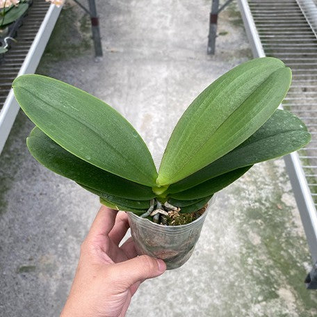 177795938691-Phal.%20Summer%20Breath%20%C3%97%20bellina%20'CU'%20%E6%A4%8D%E6%A0%AA2.5''1.jpg
