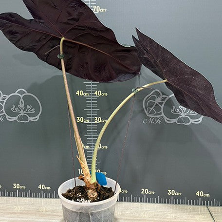 177846026916-Alocasia%20Mark%20Campbell%20%E9%A6%AC%E5%85%8B%E5%9D%8E%E8%B2%9D%E7%88%BE%E8%A7%80%E9%9F%B3%E8%93%AE%20%E6%A4%8D%E6%A0%AA6''%203.jpg