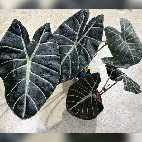 177846026933-Alocasia%20Mark%20Campbell%20%E9%A6%AC%E5%85%8B%E5%9D%8E%E8%B2%9D%E7%88%BE%E8%A7%80%E9%9F%B3%E8%93%AE%20%E6%A4%8D%E6%A0%AA6''%201.jpg