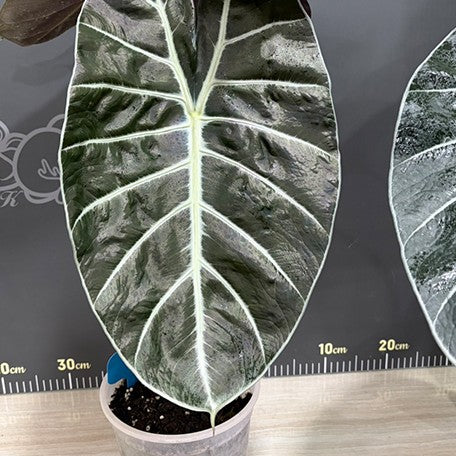 177846026967-Alocasia%20Mark%20Campbell%20%E9%A6%AC%E5%85%8B%E5%9D%8E%E8%B2%9D%E7%88%BE%E8%A7%80%E9%9F%B3%E8%93%AE%20%E6%A4%8D%E6%A0%AA6''%205.jpg