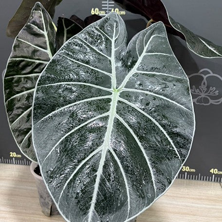 177846824131-177846026949-Alocasia%20Mark%20Campbell%20%E9%A6%AC%E5%85%8B%E5%9D%8E%E8%B2%9D%E7%88%BE%E8%A7%80%E9%9F%B3%E8%93%AE%20%E6%A4%8D%E6%A0%AA6''%202.jpg
