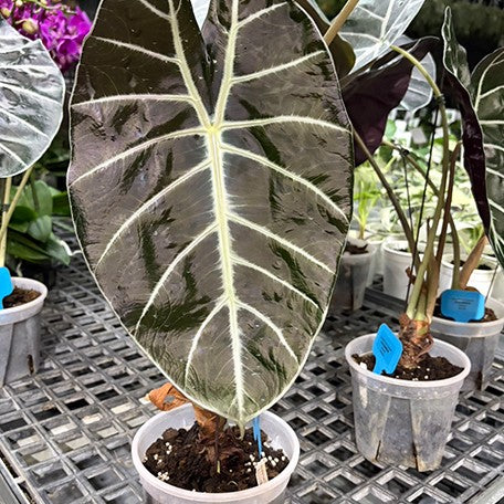 177846824140-177846026944-Alocasia%20Mark%20Campbell%20%E9%A6%AC%E5%85%8B%E5%9D%8E%E8%B2%9D%E7%88%BE%E8%A7%80%E9%9F%B3%E8%93%AE%20%E6%A4%8D%E6%A0%AA6''%204.jpg