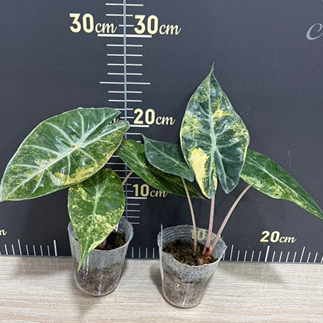 177863313683-Alocasia%20Pink%20Dragon%20aurea%20variegated%20%E6%96%91%E8%91%89%E7%B2%89%E7%B4%85%E9%BE%8D%E8%A7%80%E9%9F%B3%E8%93%AE%20%E6%A4%8D%E6%A0%AA2.5''%202.jpg