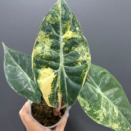 177863313698-Alocasia%20Pink%20Dragon%20aurea%20variegated%20%E6%96%91%E8%91%89%E7%B2%89%E7%B4%85%E9%BE%8D%E8%A7%80%E9%9F%B3%E8%93%AE%20%E6%A4%8D%E6%A0%AA2.5''%201.jpg