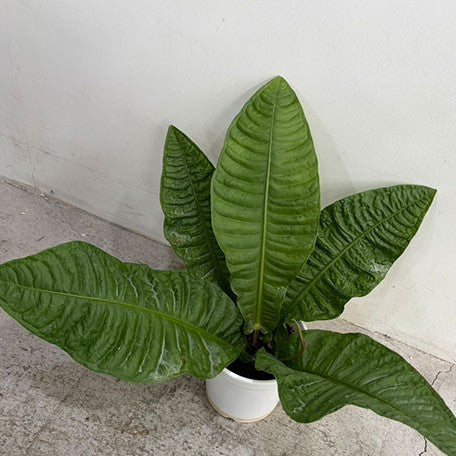 177874169526-Anthurium%20reflexinervium%20%E6%A4%8D%E6%A0%AA5''%202.jpg
