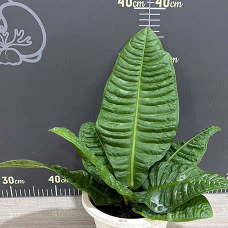 177874169538-Anthurium%20reflexinervium%20%E6%A4%8D%E6%A0%AA5''%201.jpg