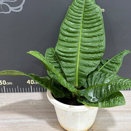 177906342112-Anthurium%20reflexinervium%20%E6%A4%8D%E6%A0%AA5''%201.jpg
