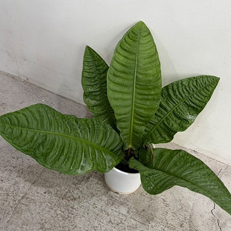 177906342122-Anthurium%20reflexinervium%20%E6%A4%8D%E6%A0%AA5''%202.jpg