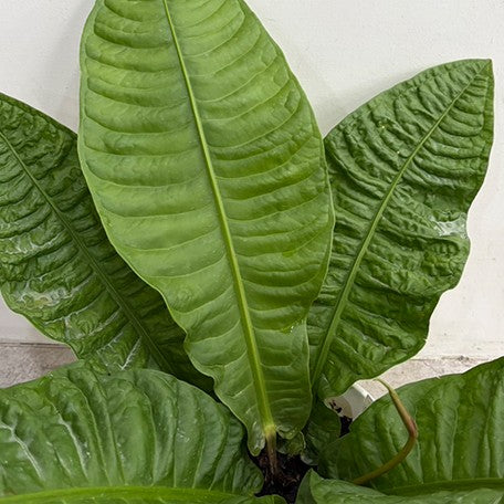 177906352227-Anthurium%20reflexinervium%20%E6%A4%8D%E6%A0%AA5''%203.jpg