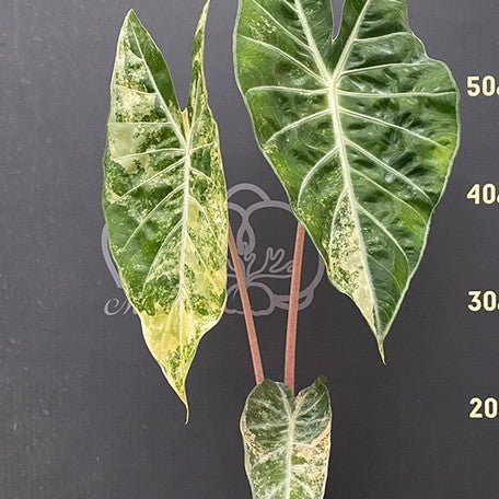 177918775513-Alocasia%20Pink%20Dragon%20aurea%20variegated%20%E6%96%91%E8%91%89%E7%B2%89%E7%B4%85%E9%BE%8D%E8%A7%80%E9%9F%B3%E8%93%AE%20%E8%8A%B1%202.jpg