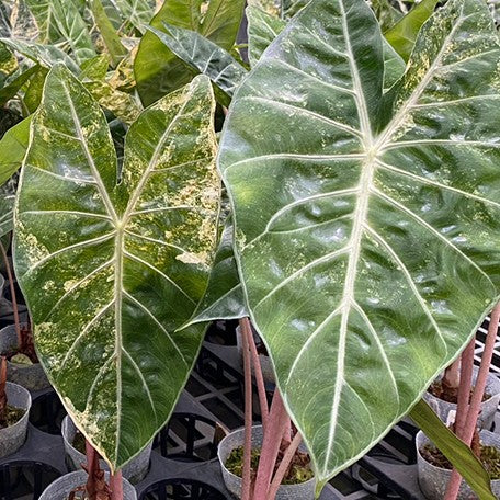 177918775535-Alocasia%20Pink%20Dragon%20aurea%20variegated%20%E6%96%91%E8%91%89%E7%B2%89%E7%B4%85%E9%BE%8D%E8%A7%80%E9%9F%B3%E8%93%AE%20%E8%8A%B14.jpg