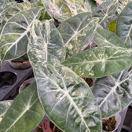 177918775569-Alocasia%20Pink%20Dragon%20aurea%20variegated%20%E6%96%91%E8%91%89%E7%B2%89%E7%B4%85%E9%BE%8D%E8%A7%80%E9%9F%B3%E8%93%AE%20%E8%8A%B13.jpg