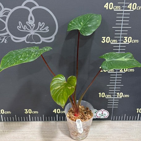 177932217210-Homalomena%20rubescens%20'White%20Variegated'%20%E6%A4%8D%E6%A0%AA3''%201.jpg