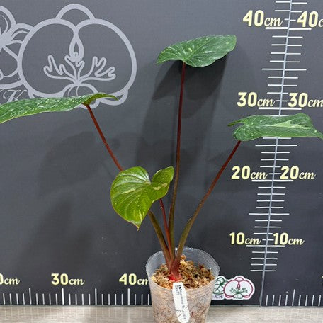 177932217220-Homalomena%20rubescens%20'White%20Variegated'%20%E6%A4%8D%E6%A0%AA3''%202.jpg