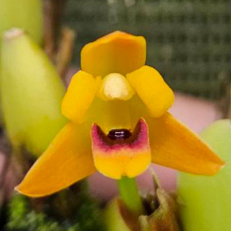 177932814440-Max.%20variabilis%20(orange%20flower)%20%E8%8A%B11.jpg