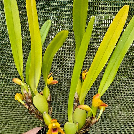 177932819026-Max.%20variabilis%20(orange%20flower)%20%E6%A4%8D%E6%A0%AA%202''%201.jpg