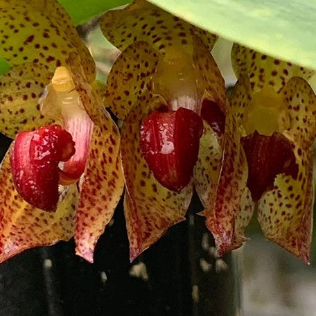 177932884768-Bulb.%20subumbellatum%20%C3%97%20self%20%E8%8A%B1%203.jpg
