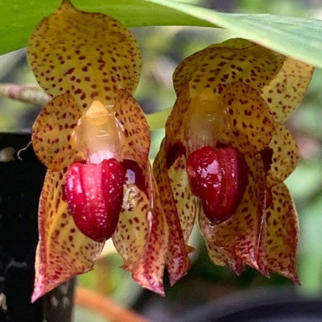 177932884777-Bulb.%20subumbellatum%20%C3%97%20self%20%E8%8A%B1%202.jpg