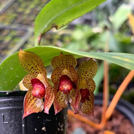 177932884879-Bulb.%20subumbellatum%20%C3%97%20self%20%E8%8A%B1%201.jpg