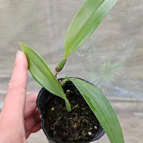 177932899216-Bulb.%20subumbellatum%20%C3%97%20self%20%E6%A4%8D%E6%A0%AA2.5''%201.jpg