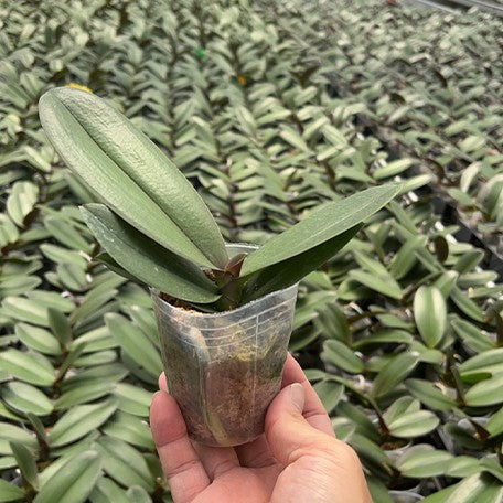 177941775433-Phal.%20King%20Car%20Marble%20'JC717-2'%20%E6%A4%8D%E6%A0%AA2.5''1.jpg