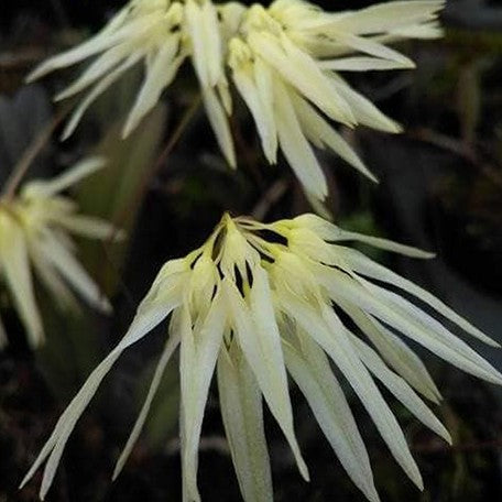 177942003589-Cirr.%20nutans%20(Bulb.%20othonis)%20%C3%97%20sib%20%E8%8A%B1%203.jpg