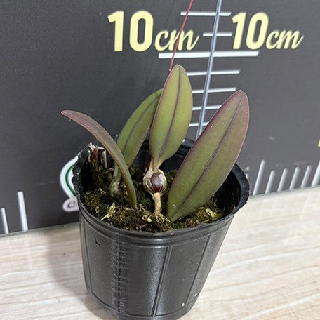 177942144111-Cirr.%20nutans%20(Bulb.%20othonis)%20%C3%97%20sib%202.5''%E6%A4%8D%E6%A0%AA2.jpg