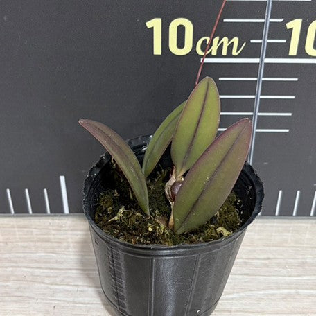177942144130-Cirr.%20nutans%20(Bulb.%20othonis)%20%C3%97%20sib%202.5''%E6%A4%8D%E6%A0%AA1.jpg