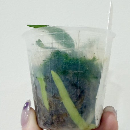 177942183119-Phal.%20parishii%20%C3%97%20sib%20%E6%A4%8D%E6%A0%AA1.7''1.jpg
